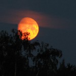 Rödgul fullmåne